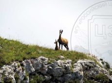 Серна-кавказская_1